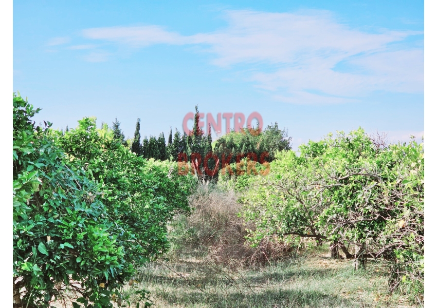 Ziemia rolna z sadem pomarańczowym blisko plaży w Cullera, Walencja